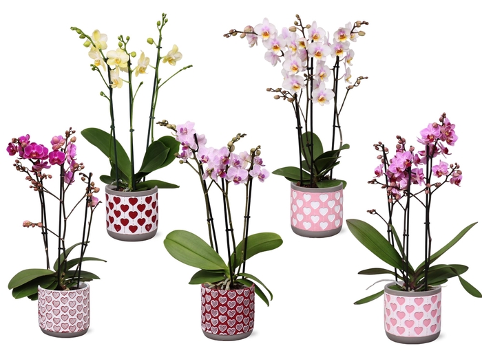 <h4>Phal. Multi 3-tak mix in keramiek BGC021</h4>