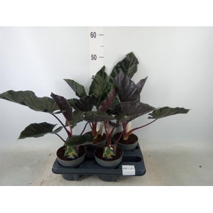 Alocasia   ...