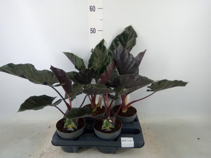<h4>Alocasia   ...</h4>