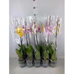 Phalaenopsis   ...mix  5