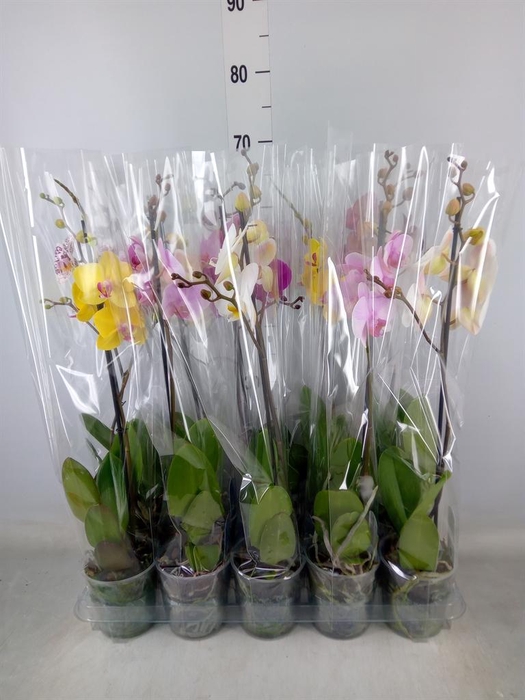 <h4>Phalaenopsis   ...mix  5</h4>