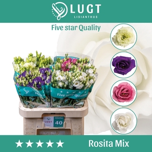 Lisianthus Mix