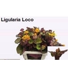 LIGULARIA LOCO