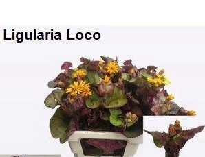 LIGULARIA LOCO