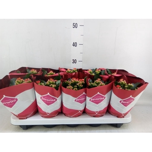 Kalanchoe blos. 'Perfecta Red'