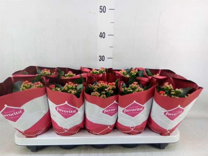 <h4>Kalanchoe blos. 'Perfecta Red'</h4>