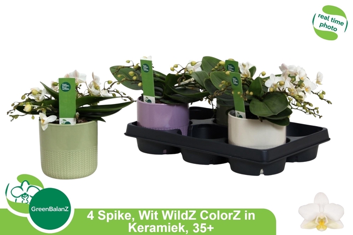 <h4>PHAL OV WIT</h4>