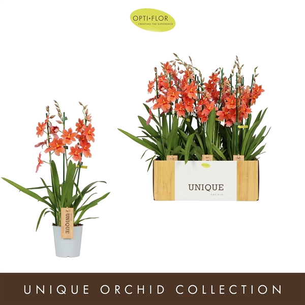 <h4>Nelly Isler Peach 3 spike</h4>
