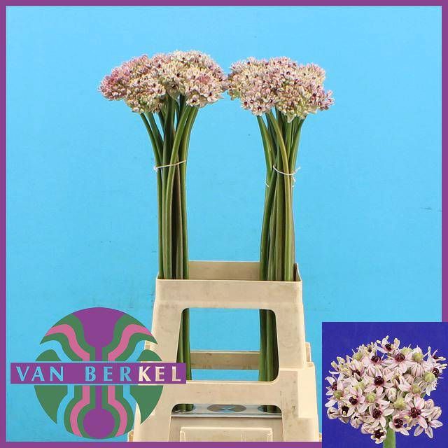 <h4>ALLIUM SILVERSPRING</h4>