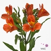 Alstroemeria dancing queen