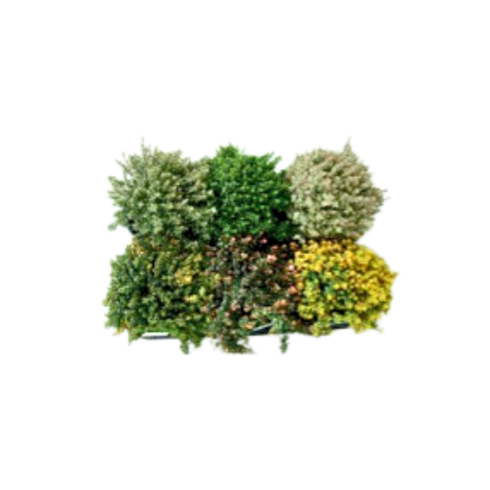 <h4>Rosmarinus officinalis overig</h4>