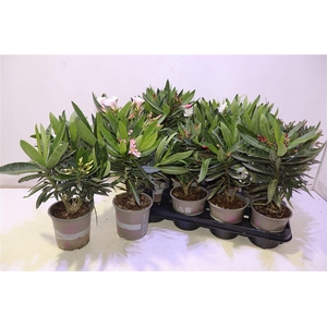 arr8 Nerium Oleander Ov