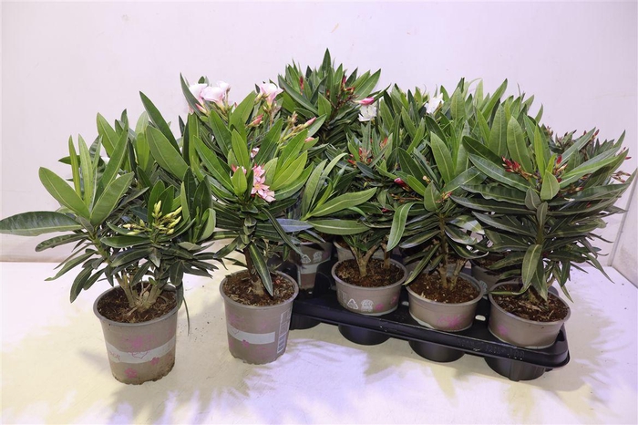 <h4>arr8 Nerium Oleander Ov</h4>