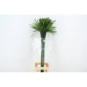CYPERUS PAPYRUS