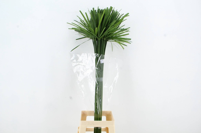 <h4>CYPERUS PAPYRUS</h4>