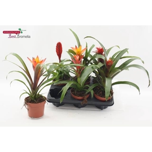 BROMELIA MIX P12