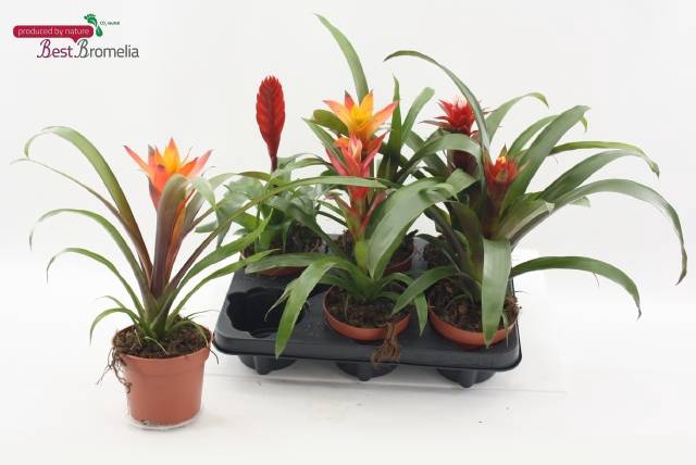 <h4>BROMELIA MIX P12</h4>