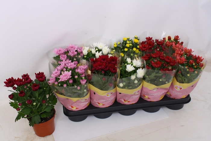 <h4>CHRYS GEVULDBL GEM</h4>