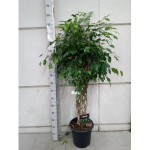 Ficus benja. 'Exotica'