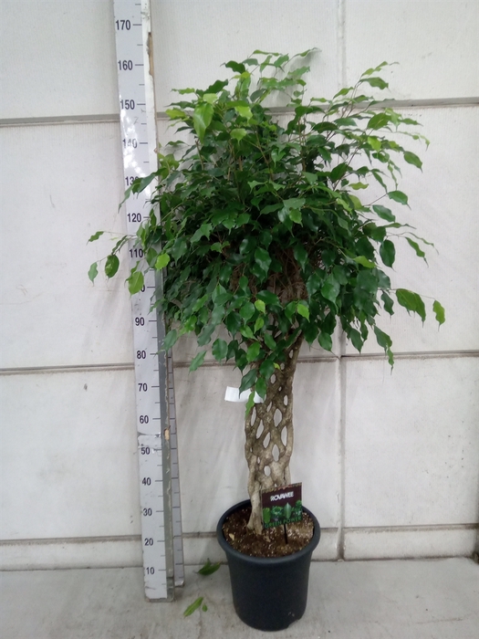 <h4>Ficus benja. 'Exotica'</h4>