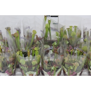 CARNIVORA SARRACENIA P11 VARIADO