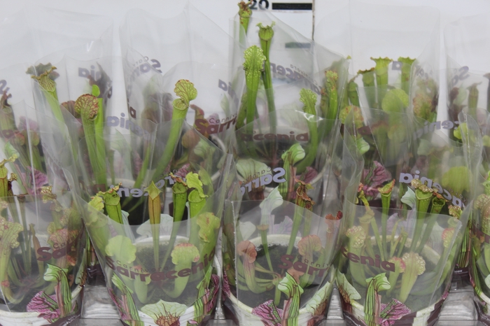 <h4>CARNIVORA SARRACENIA P11 VARIADO</h4>