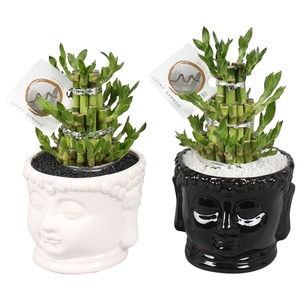 Lucky Bamboo Round 3 Small in ø15cm Buddha head pot Black/White