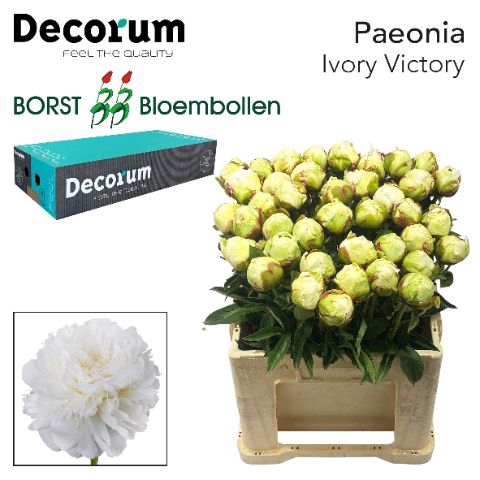 <h4>PAEO L IVORY VICTORY 828.</h4>