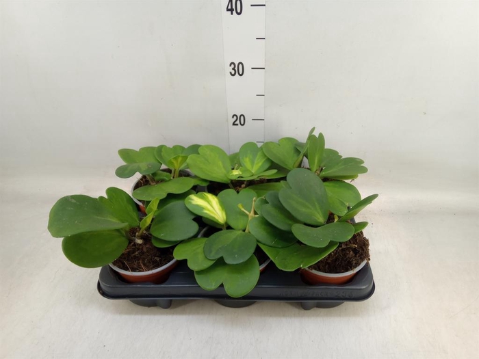 <h4>Hoya kerrii</h4>