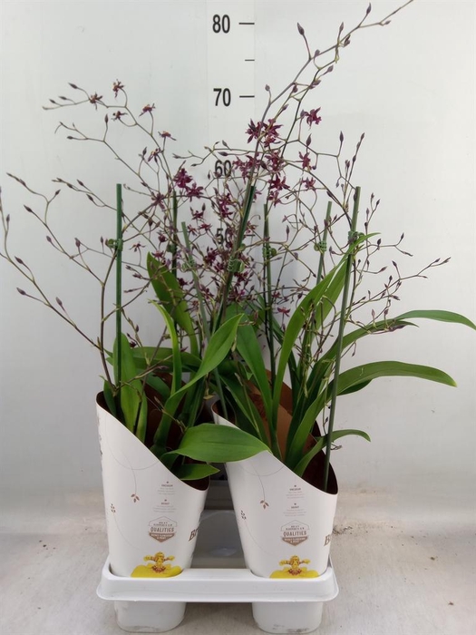<h4>Oncidium   ...</h4>