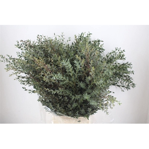 Euca Parvifolia 400gr Young P Bunch