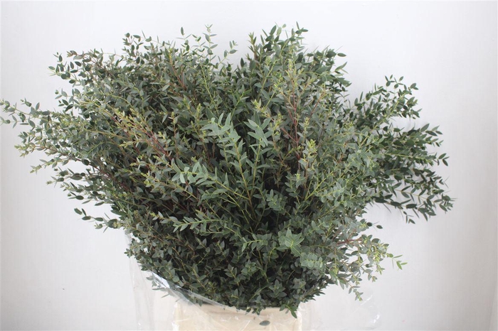 <h4>Euca Parvifolia 400gr Young P Bunch</h4>
