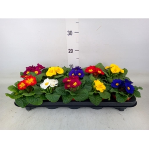 Primula ac.   ...mix
