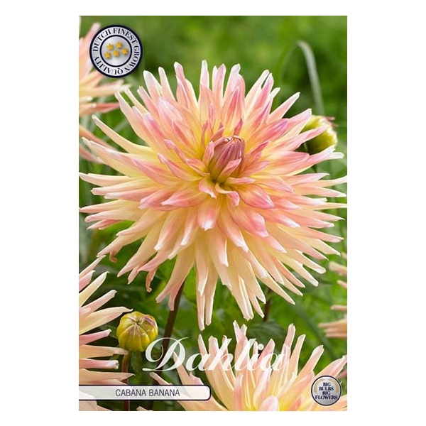 <h4>Dahlia Cabana Banana x1</h4>