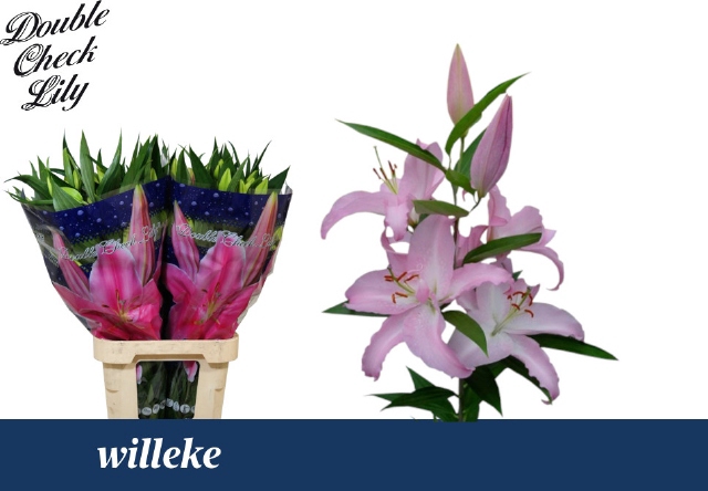 <h4>LI OR WILLEKE ALBERT</h4>