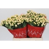 Hypericum Cool Romance