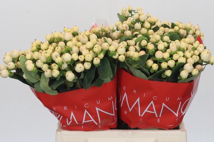 <h4>Hypericum Cool Romance</h4>