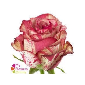 R Gr Magic Times Bicolor 50cm EC