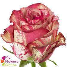 <h4>R Gr Magic Times Bicolor 50cm EC</h4>