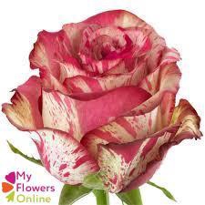 <h4>R Gr Magic Times Bicolor 50cm EC</h4>