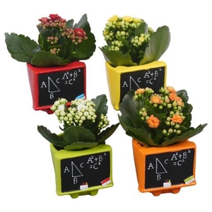 PTBTS3205 Arrangementen kamerplanten