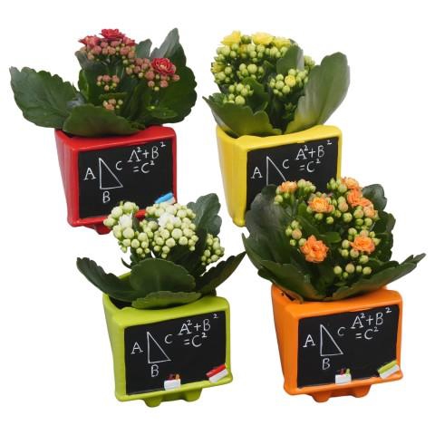 <h4>PTBTS3205 Arrangementen kamerplanten</h4>