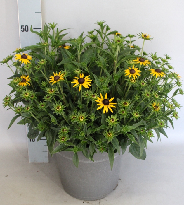 <h4>vaste planten 27cm  Rudbeckia Divers</h4>