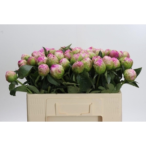 Paeonia Jacorma