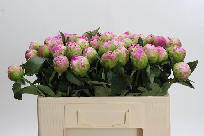 <h4>Paeonia Jacorma</h4>