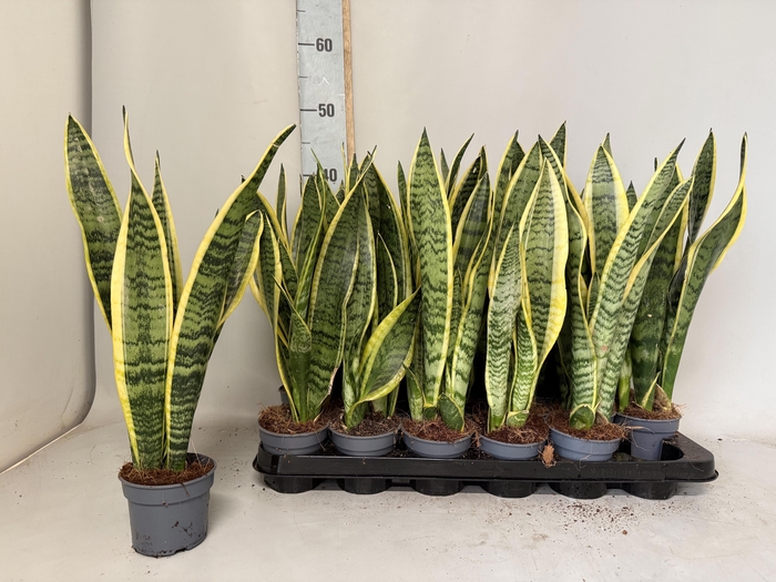 <h4>SANSEV LAURENTII</h4>