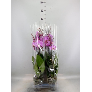 Phalaenopsis  'FC Infinite Dreams'