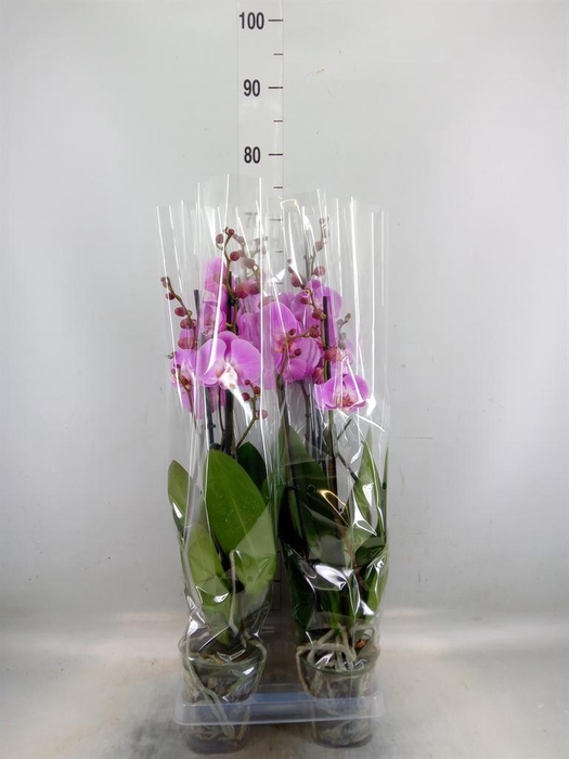 <h4>Phalaenopsis  'FC Infinite Dreams'</h4>
