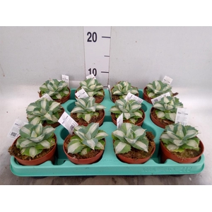 Agave   ...