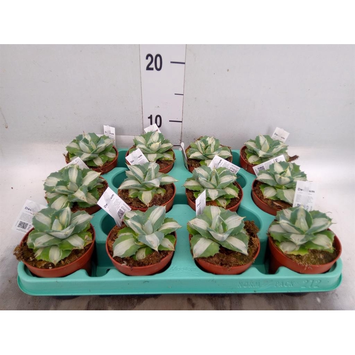 <h4>Agave   ...</h4>